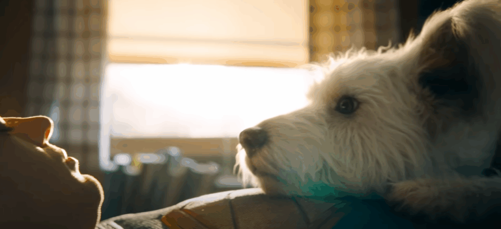 Krypto o Supercão - créditos: Warner Bros Pictures Brasil