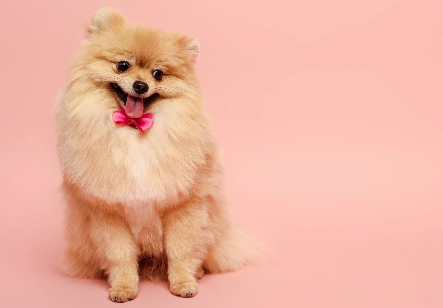 Nomes de Lulu da Pomerânia de famosos macho