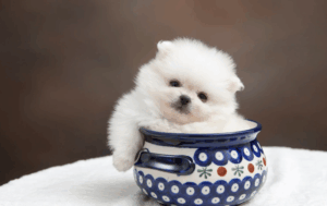 cachorro filhote come quantas vezes ao dia