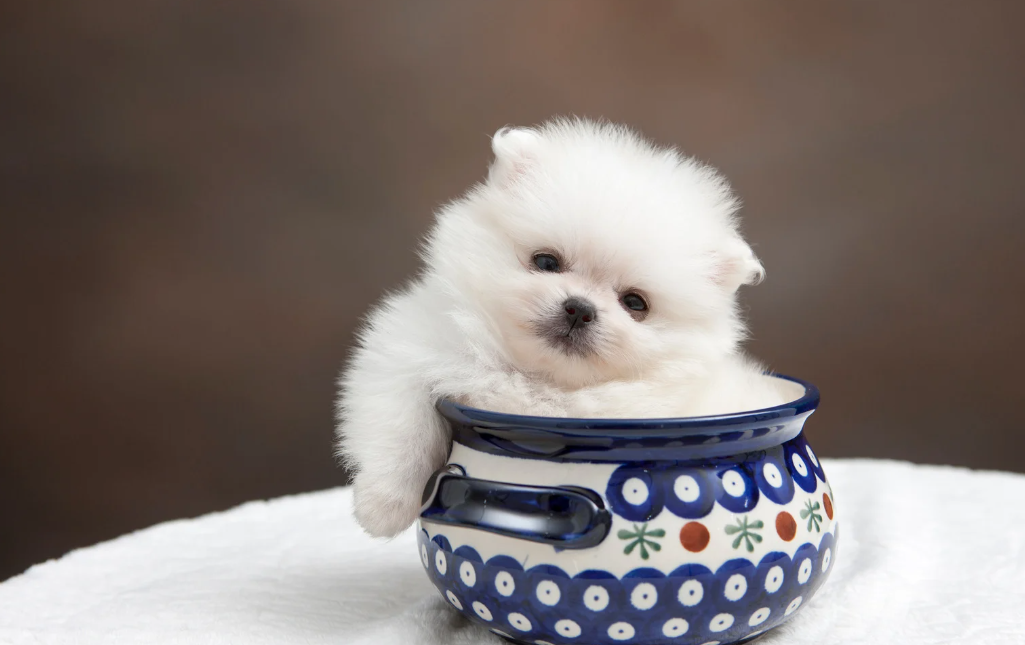 Nomes de Lulu da Pomerânia de famosos macho