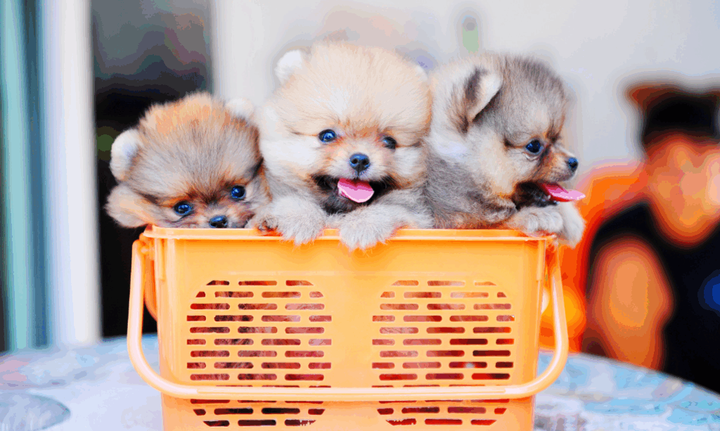 Nomes de Lulu da Pomerânia de famosos macho
