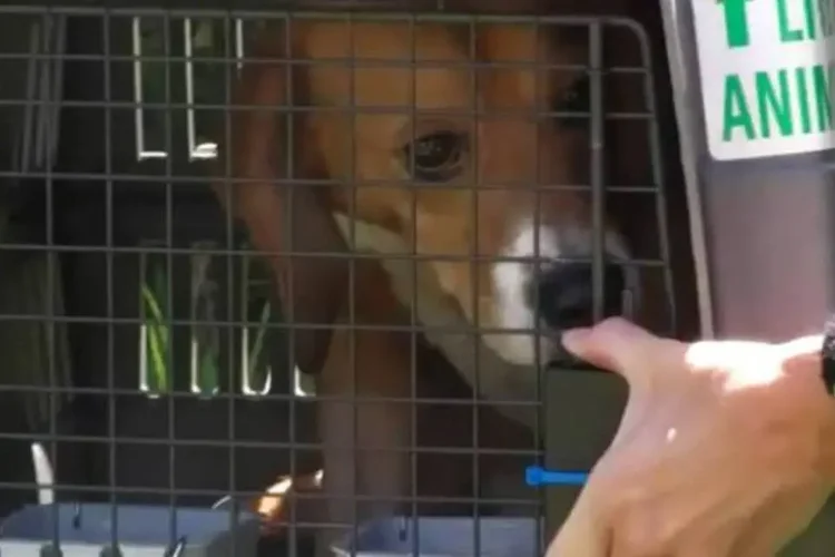 Lei proíbe testes em animais para produtos de beleza