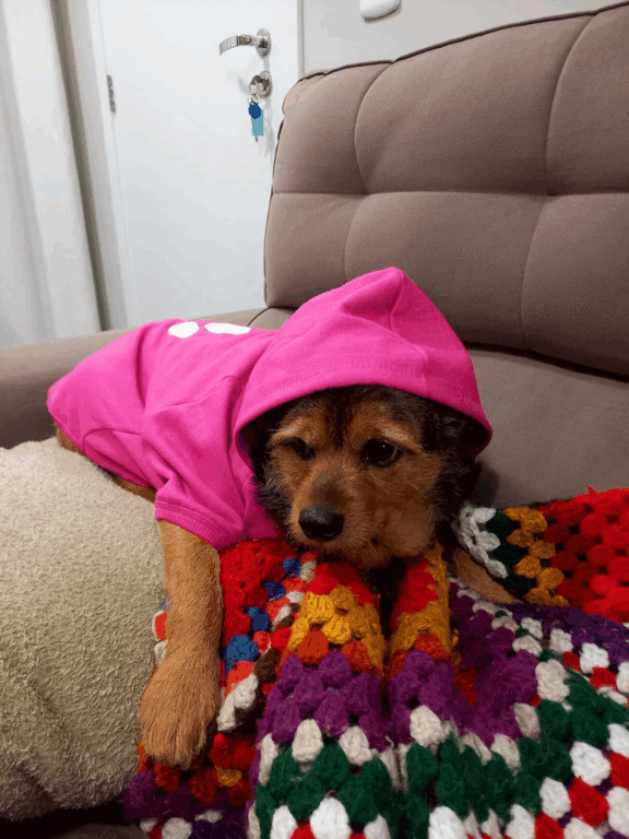 Roupa de frio para cachorro porte médio