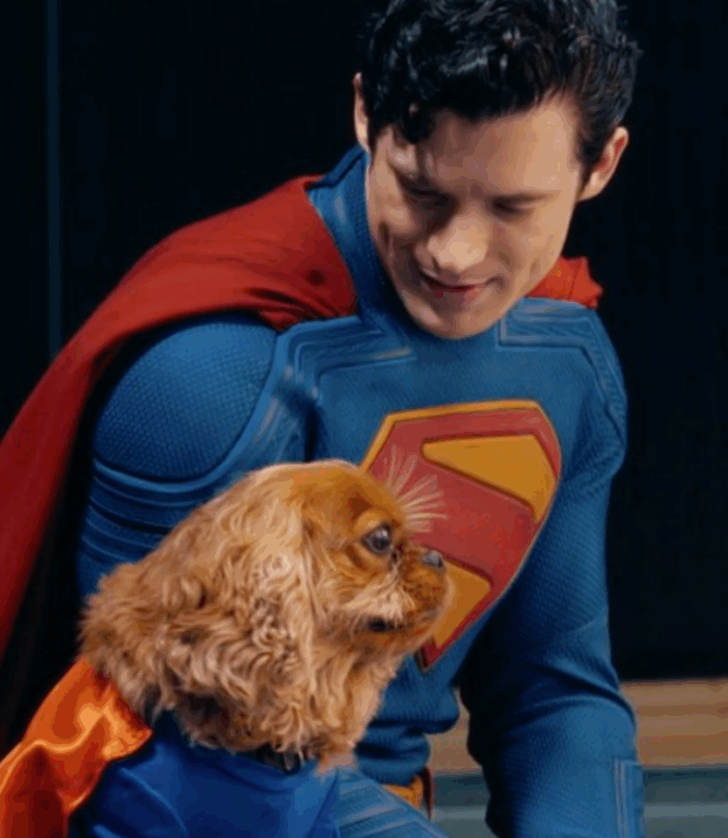 cachorro do David Corenswet