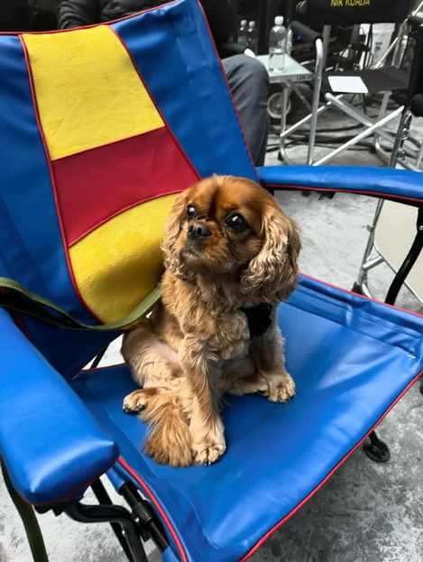 cachorro do David Corenswet