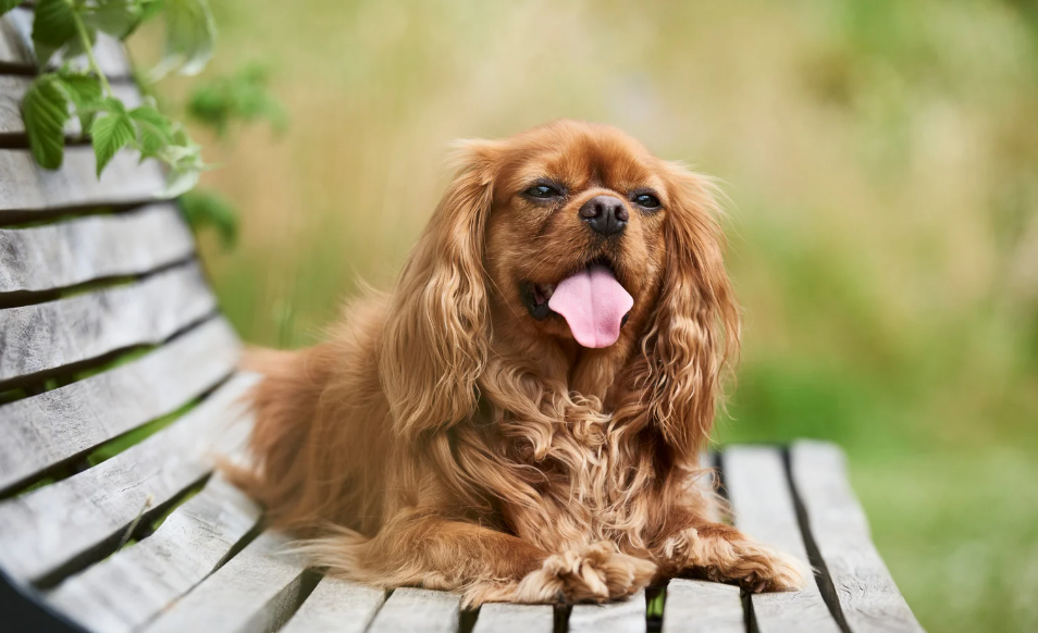 Cavalier King Charles Spaniel Personalidade