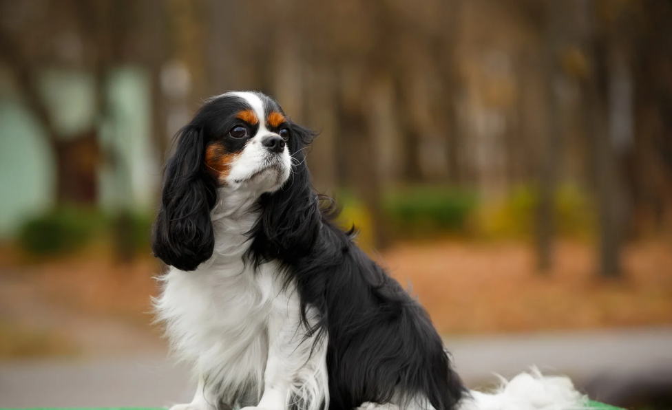 Cavalier King Charles Spaniel Personalidade