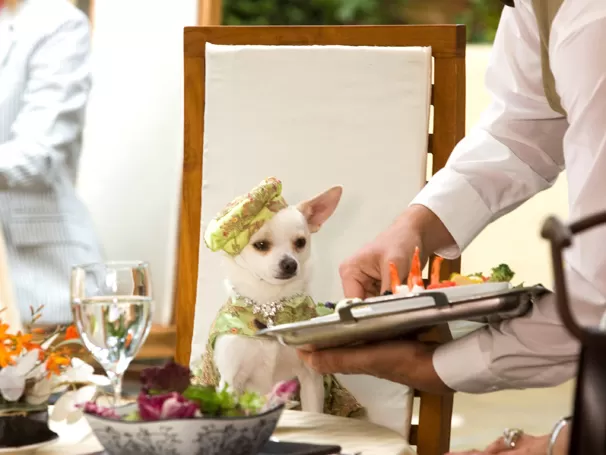 filme Perdido pra Cachorro