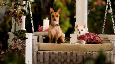 filme Perdido pra Cachorro