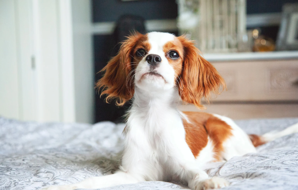 Cavalier King Charles Spaniel Personalidade