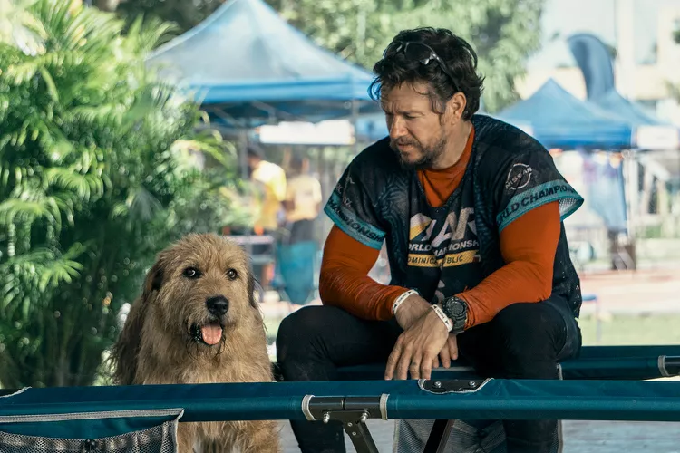 Atores que se apaixonaram pelos cães na ficção