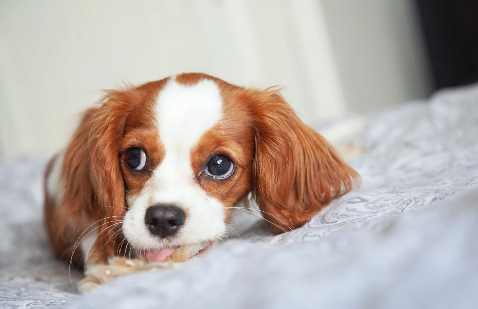 Cavalier King Charles Spaniel Personalidade