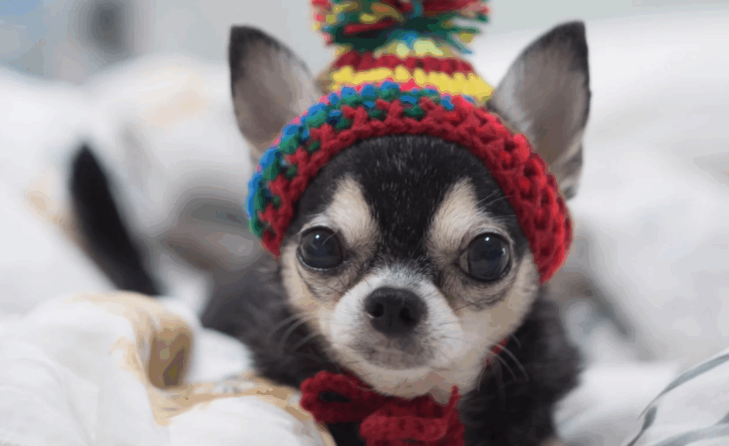 Temperamento do Chihuahua