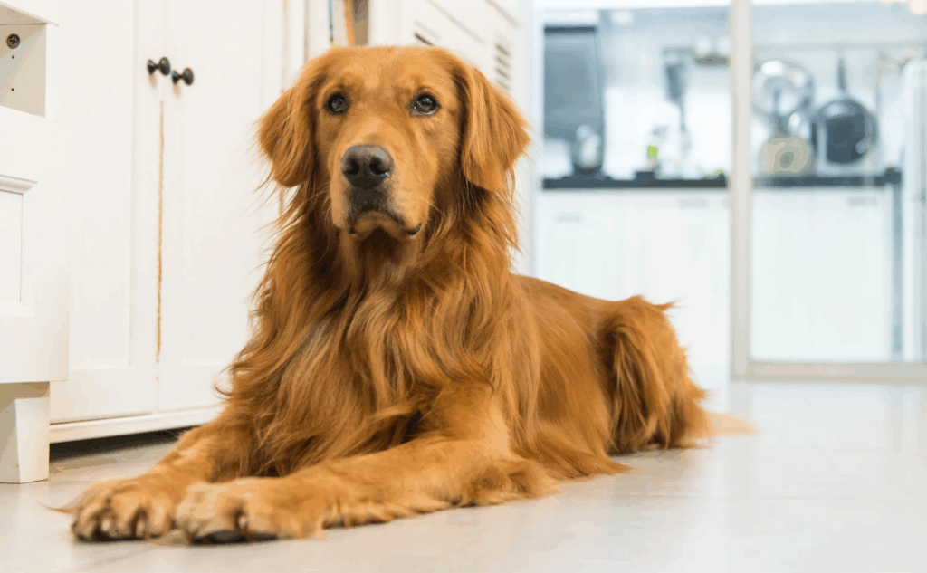 Como tratar a dermatite em Golden Retriever