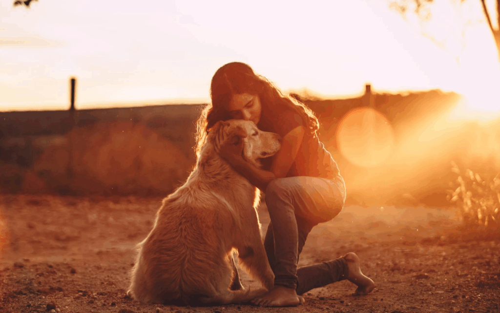 Como tratar a dermatite em Golden Retriever