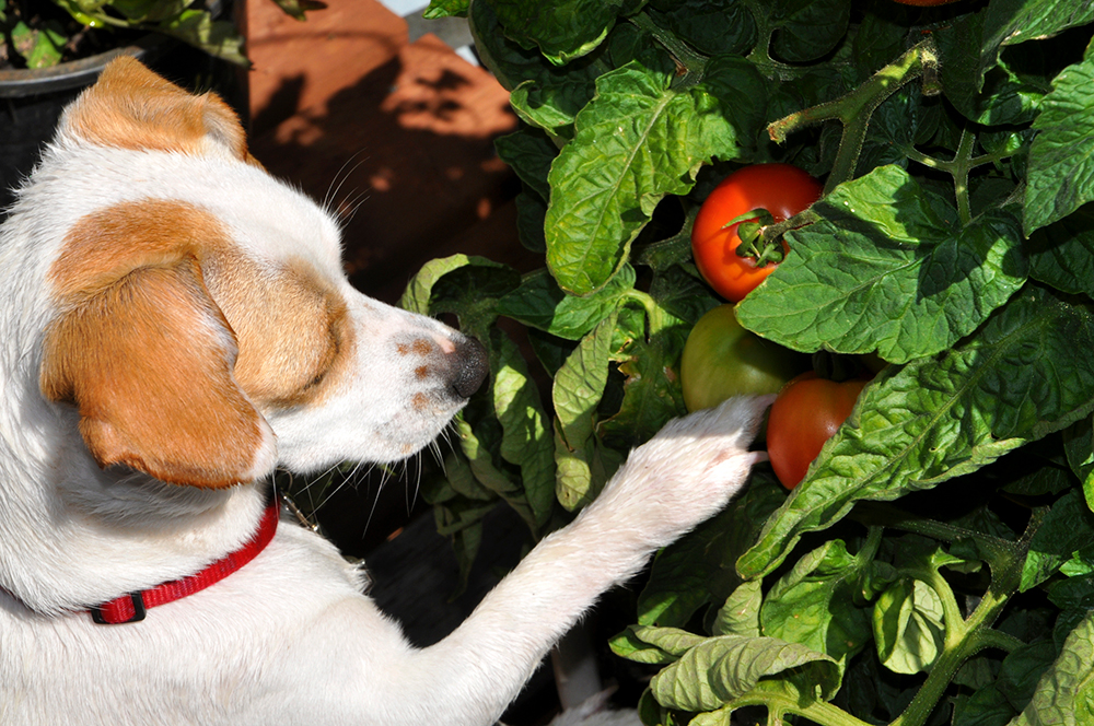 Pode dar tomate para cachorro