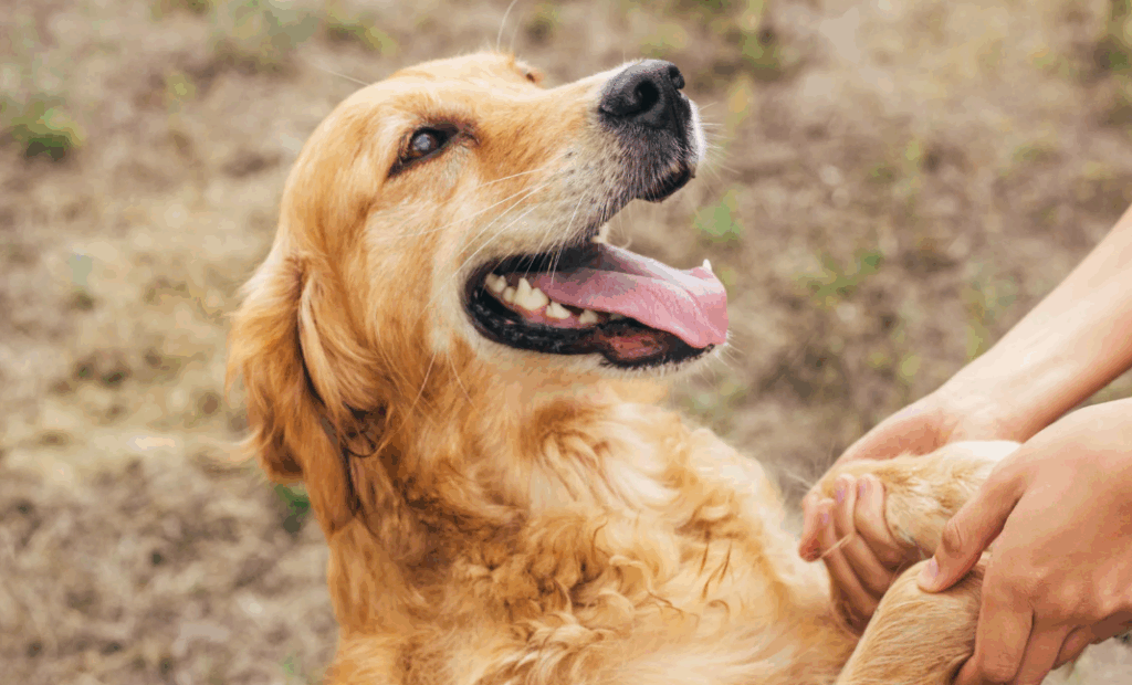 Como tratar a dermatite em Golden Retriever