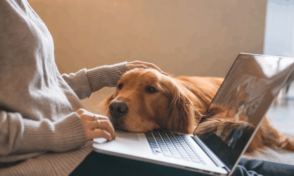 Como tratar a dermatite em Golden Retriever