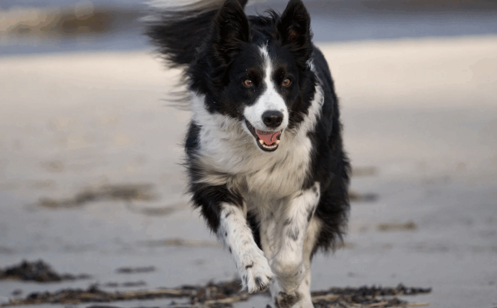Tosa Trimming Border Collie