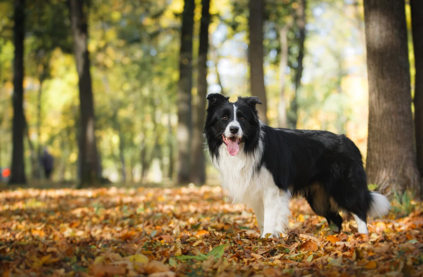 Tosa Trimming Border Collie