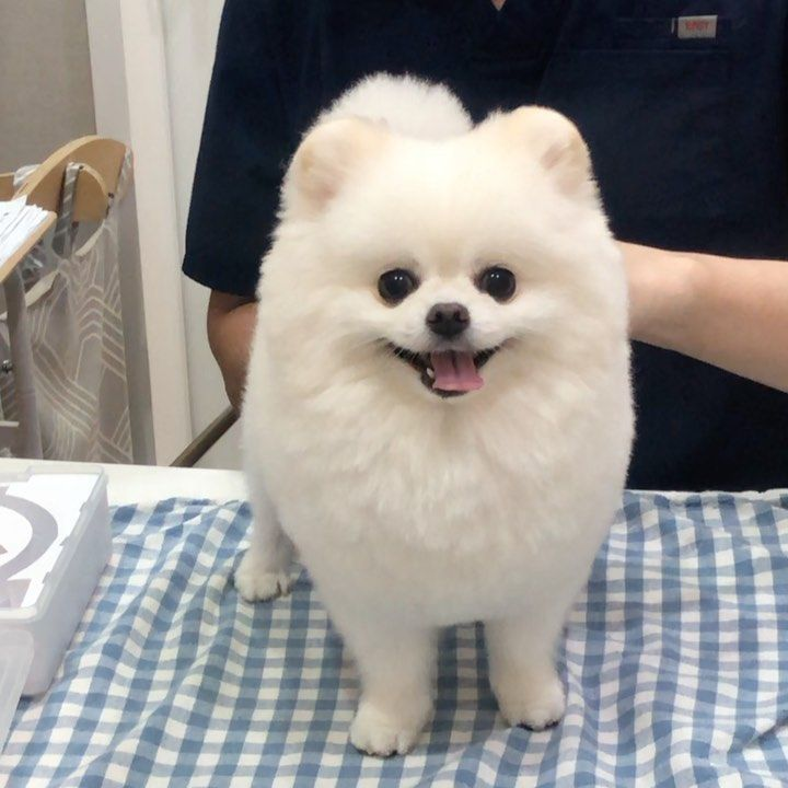 Tosa Lulu da Pomerânia Ursinho