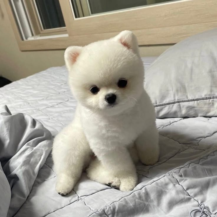 Tosa Lulu da Pomerânia Ursinho