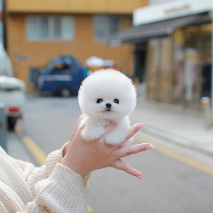 Tosa Lulu da Pomerânia Ursinho