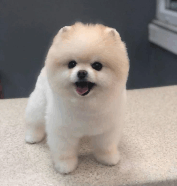 Tosa Lulu da Pomerânia Ursinho