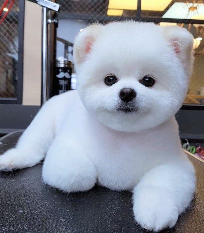 Tosa Lulu da Pomerânia Ursinho