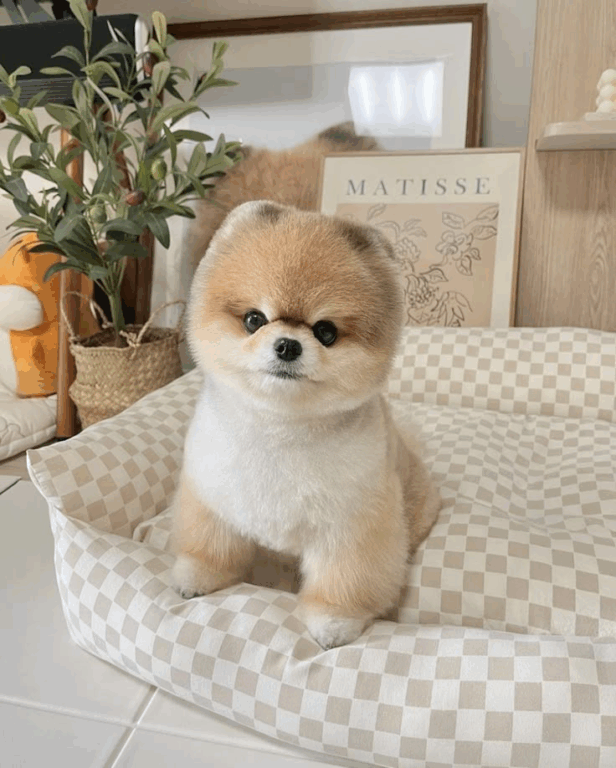 Tosa Lulu da Pomerânia Ursinho