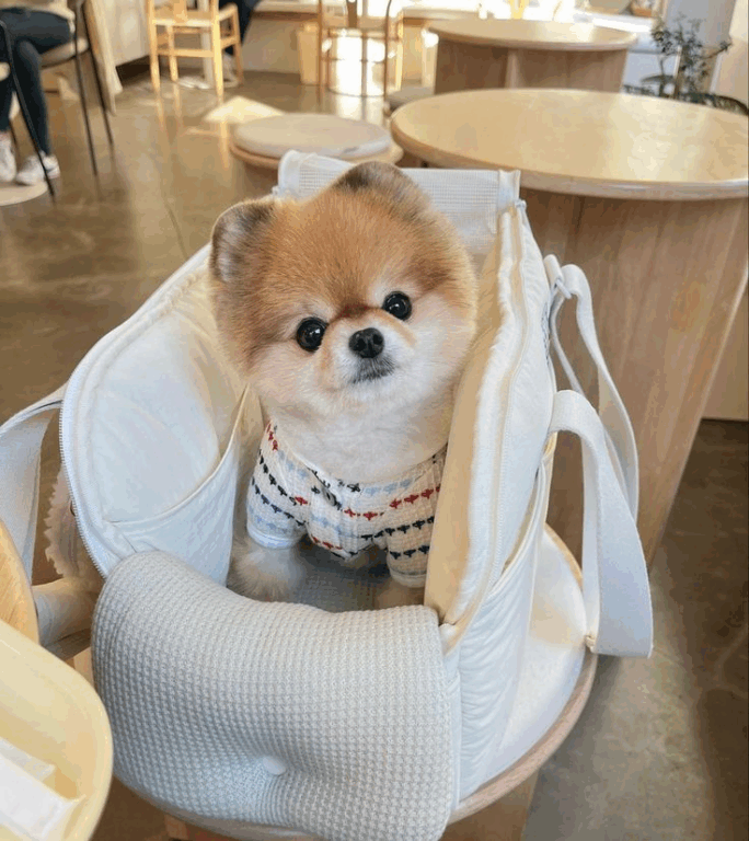 Tosa Lulu da Pomerânia Ursinho