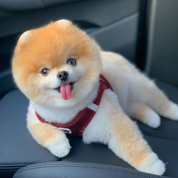 Tosa Lulu da Pomerânia Ursinho
