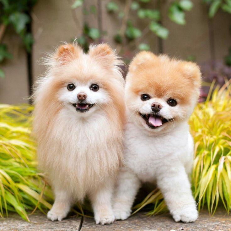 Tosa Lulu da Pomerânia Ursinho