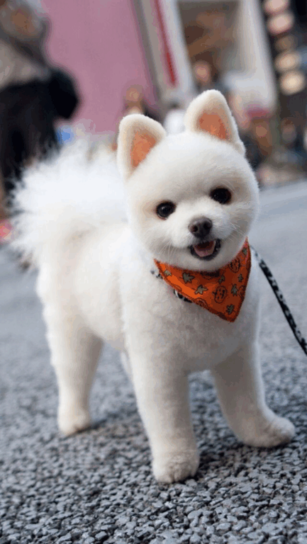 Tosa Lulu da Pomerânia Ursinho
