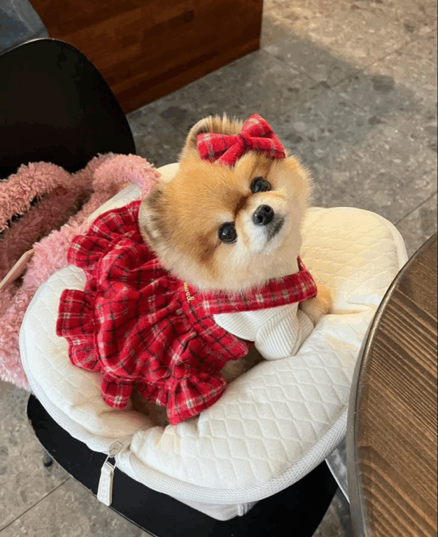 Tosa Lulu da Pomerânia Ursinho