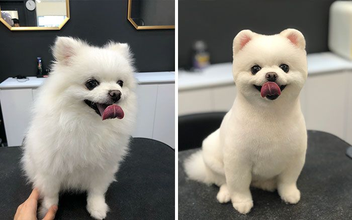 Tosa Lulu da Pomerânia Ursinho