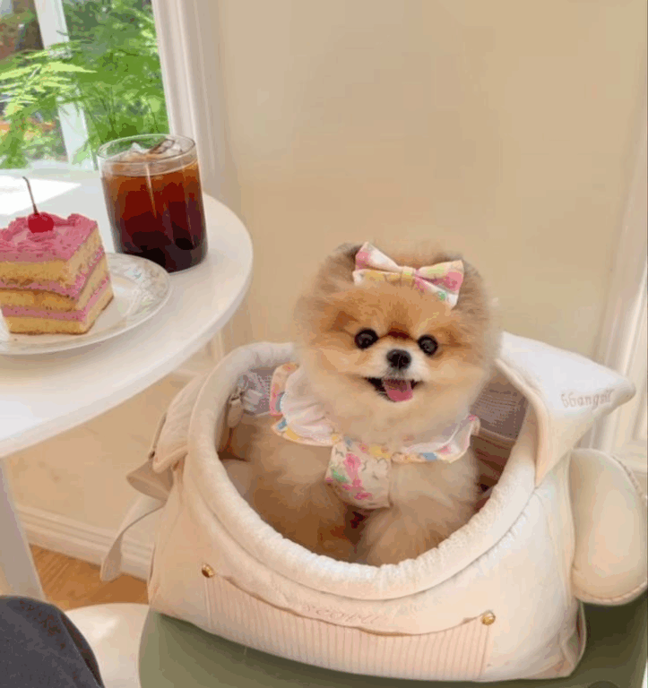 Tosa Lulu da Pomerânia Ursinho