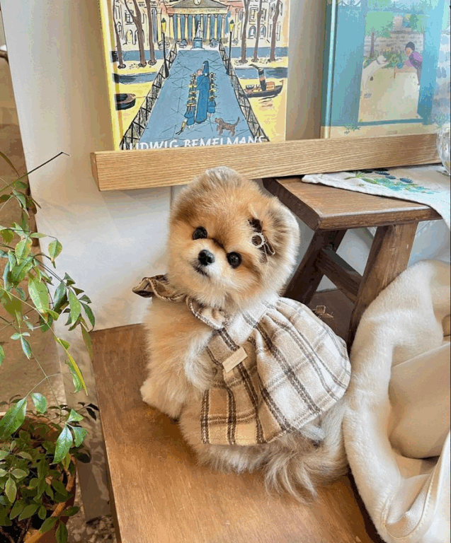 Tosa Lulu da Pomerânia Ursinho