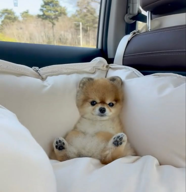 Tosa Lulu da Pomerânia Ursinho