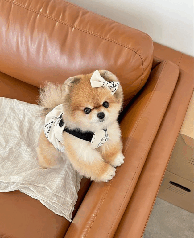 Tosa Lulu da Pomerânia Ursinho