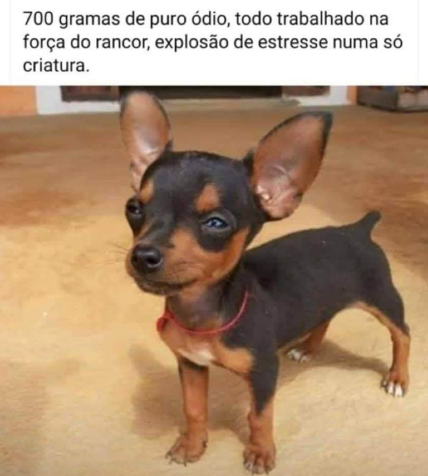 Memes de Pinscher