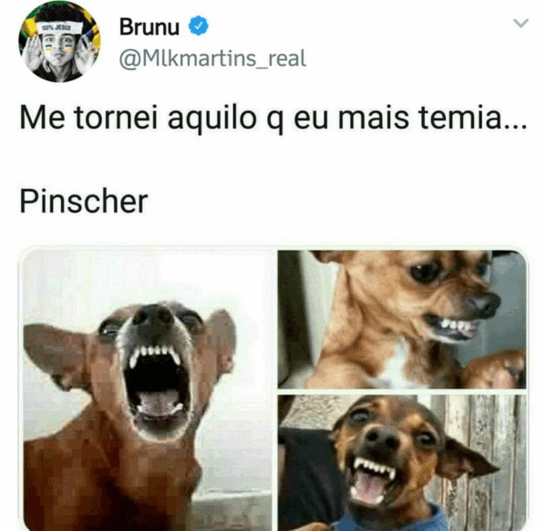 Memes de Pinscher