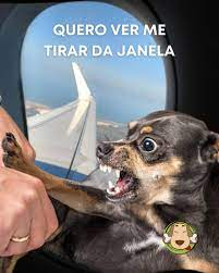 Memes de Pinscher