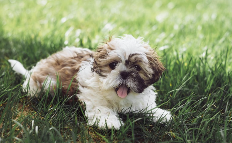 Doenças comuns em Shih Tzu