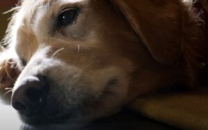 4 vidas de um cachorro