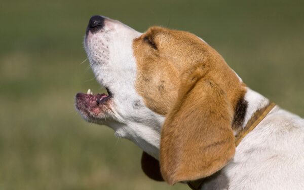 Beagle late muito