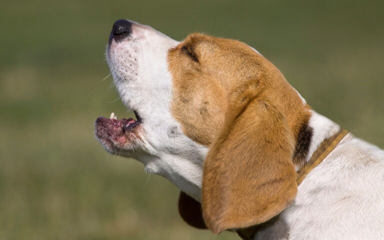 Beagle late muito