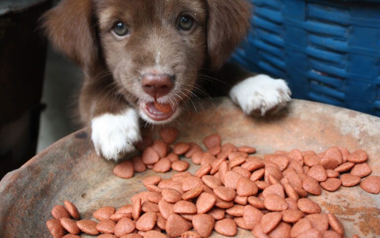 Cachorro de 2 meses pode comer ração