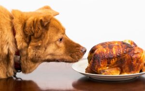 Cachorro pode comer frango desfiado