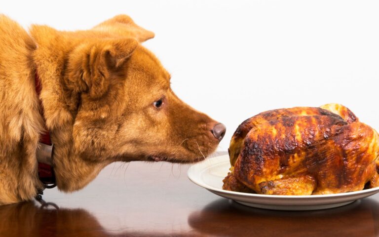 Cachorro pode comer frango desfiado